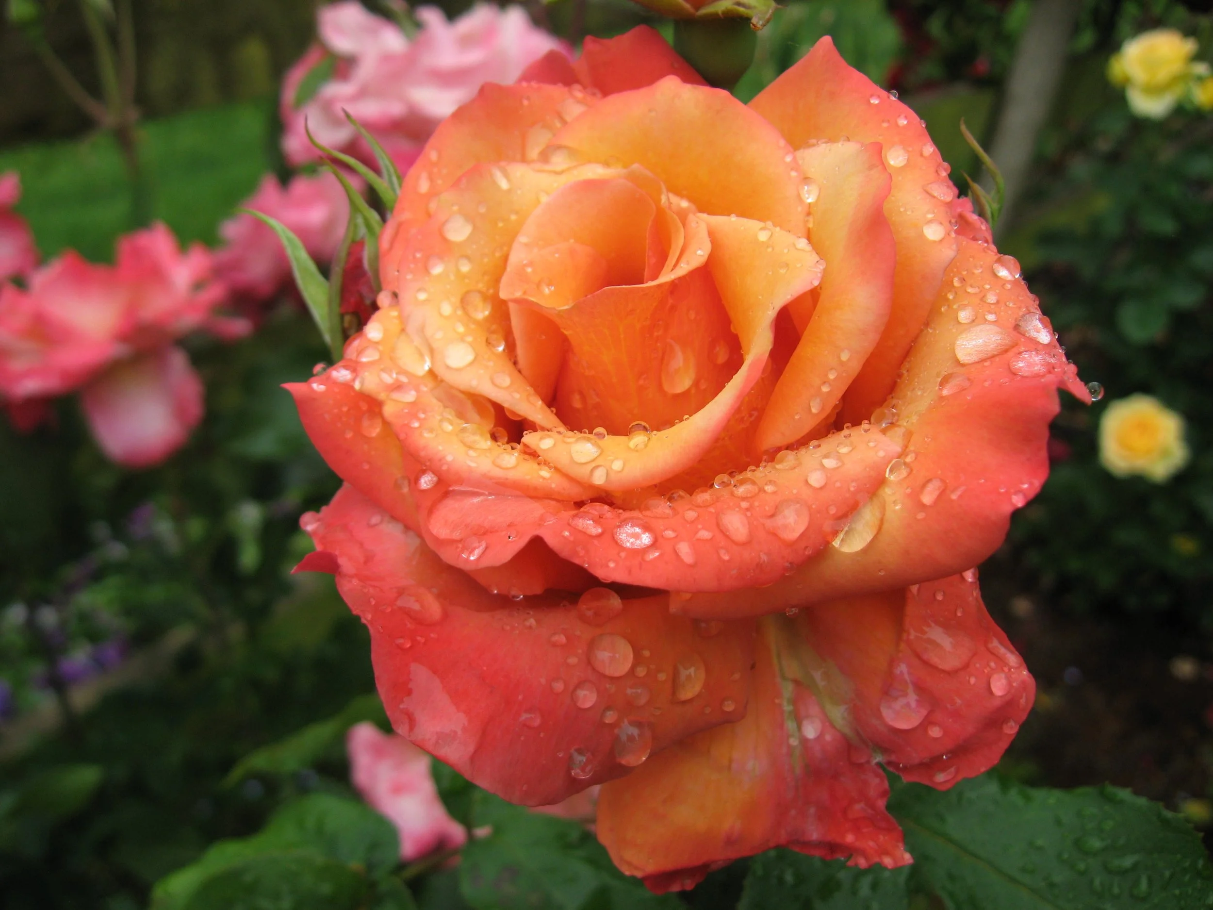 ROSE☆ Blackpink Rose Oversized Leather Coat Women - Kpop Airport Fashion